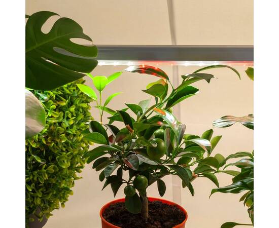 Светильник для растений ЭРА FITO-14W-T5-Ra90 Б0049312, изображение 10