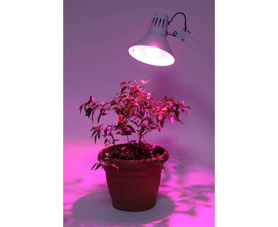 Фитолампа для растений светодиодная ЭРА E27 12W 1310K FITO-12W-RB-E27-K Б0039070, изображение 3