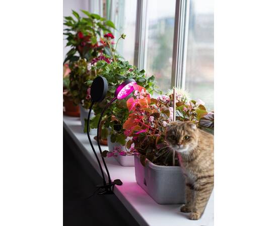 Настольная лампа Эра FITO-20W-АLED-R Б0053290, изображение 12