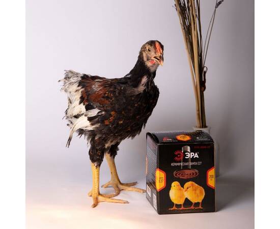 Инфракрасная лампа для брудера, рептилий Эра CeramiHeat FITO-50W-НQ Б0052714, изображение 7